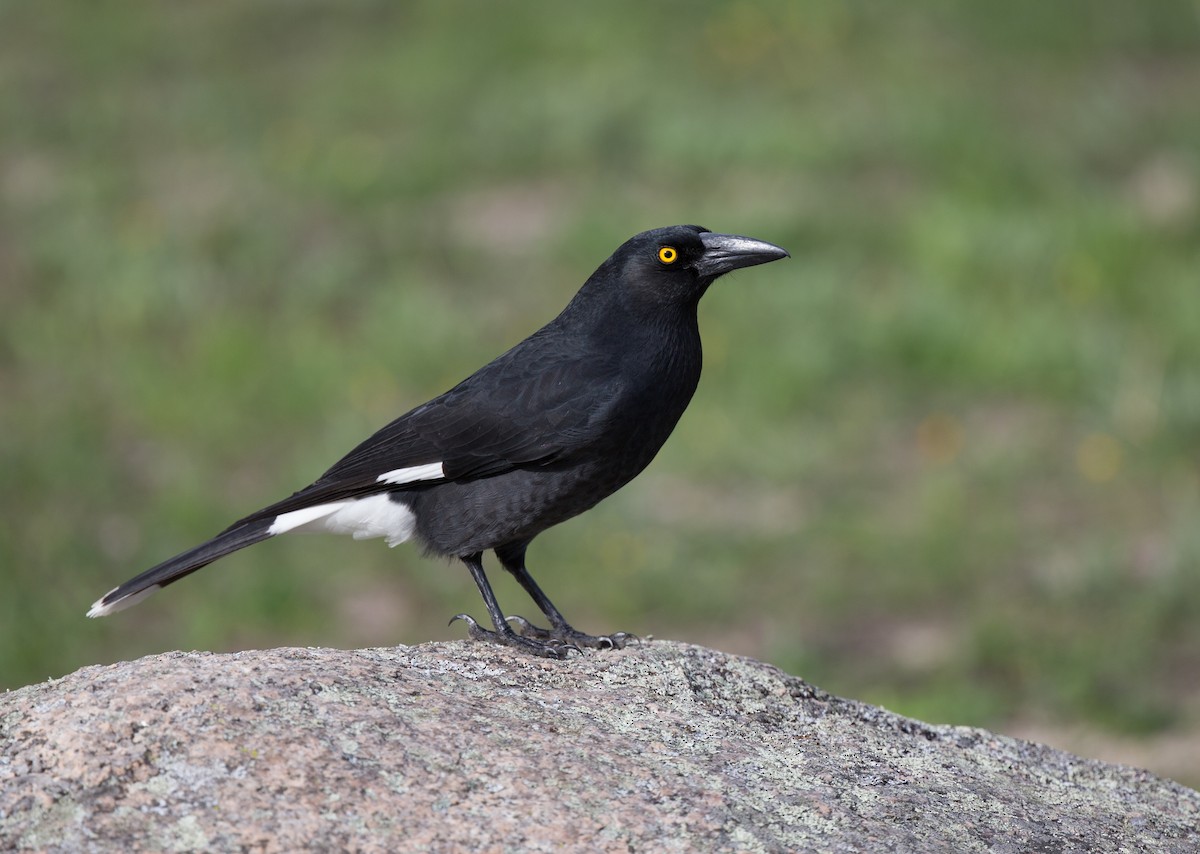 Pied Currawong - ML154867731