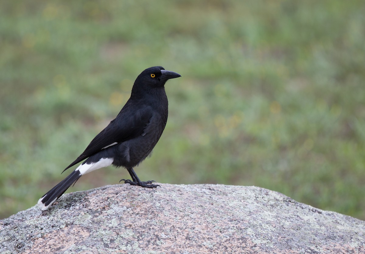 Pied Currawong - ML154868161
