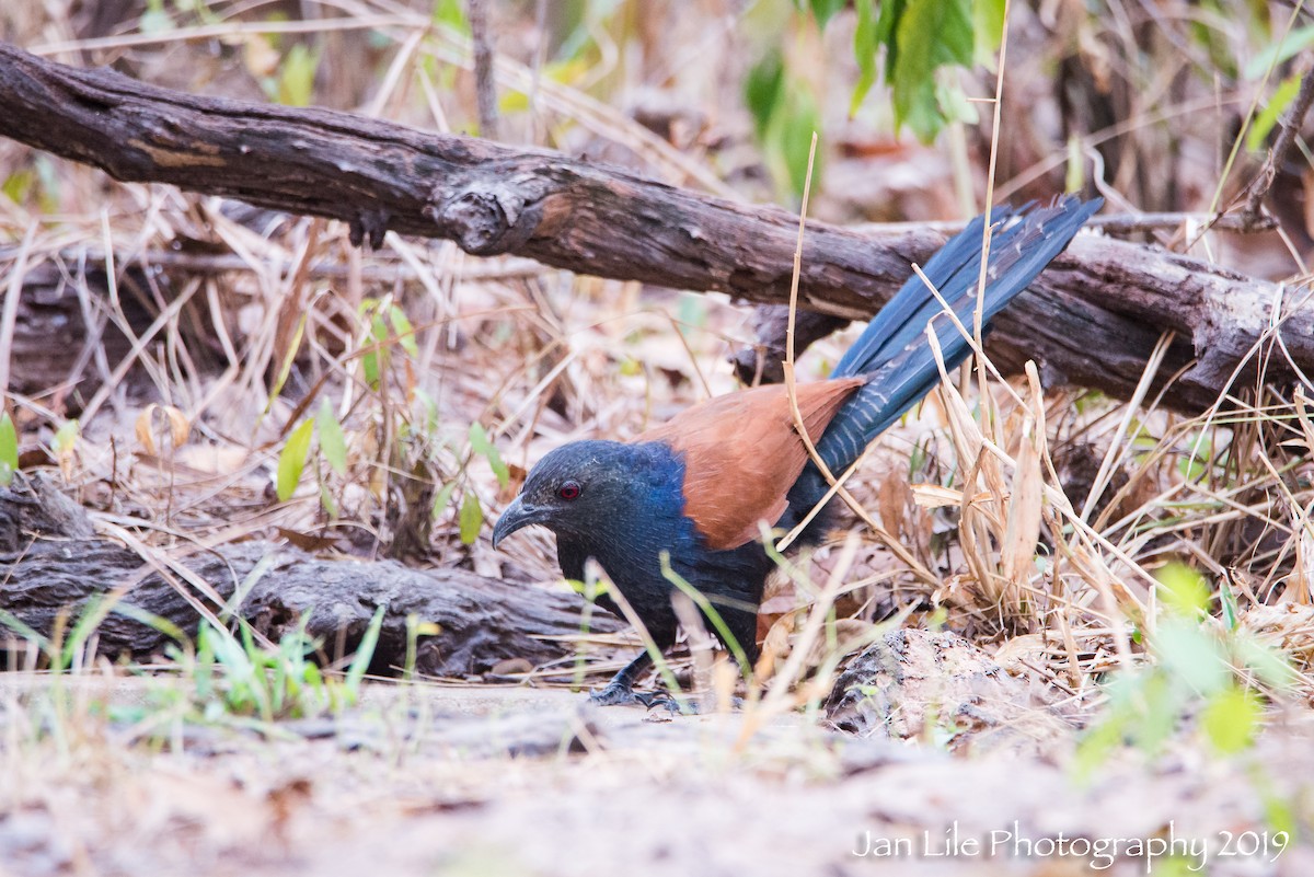Greater Coucal - Jan Lile