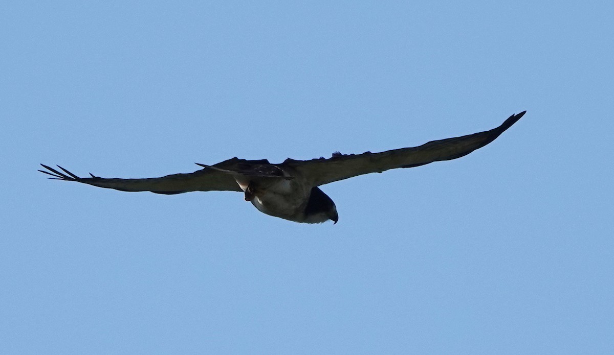 Short-tailed Hawk - Peter Blancher