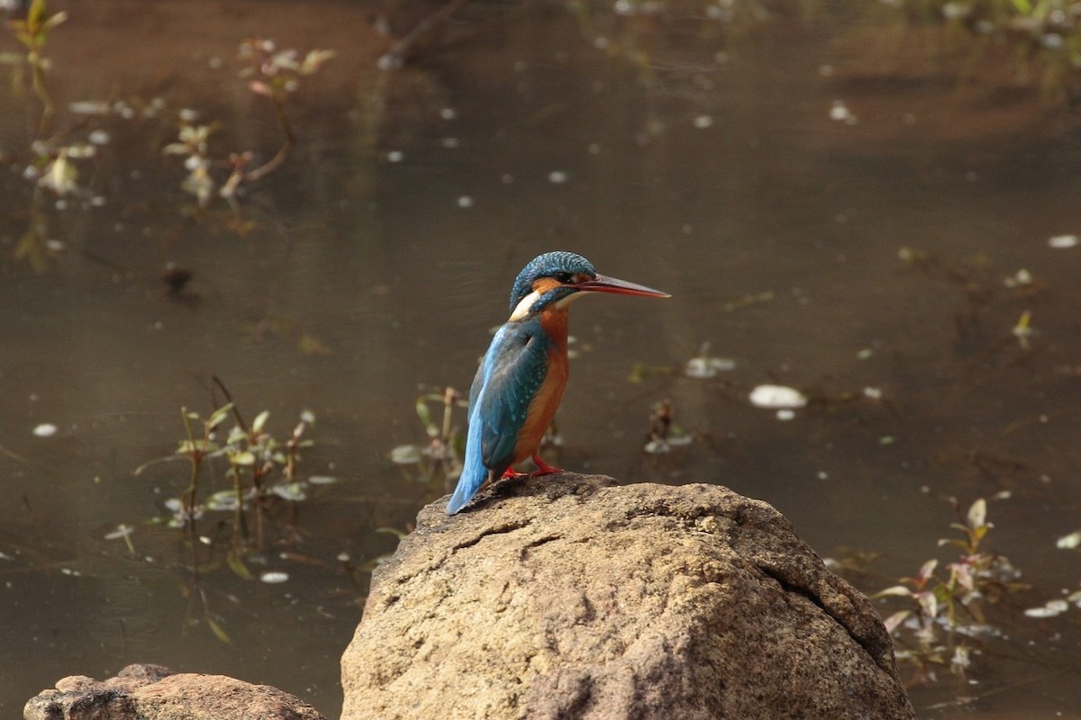 Common Kingfisher - Pedro Plans