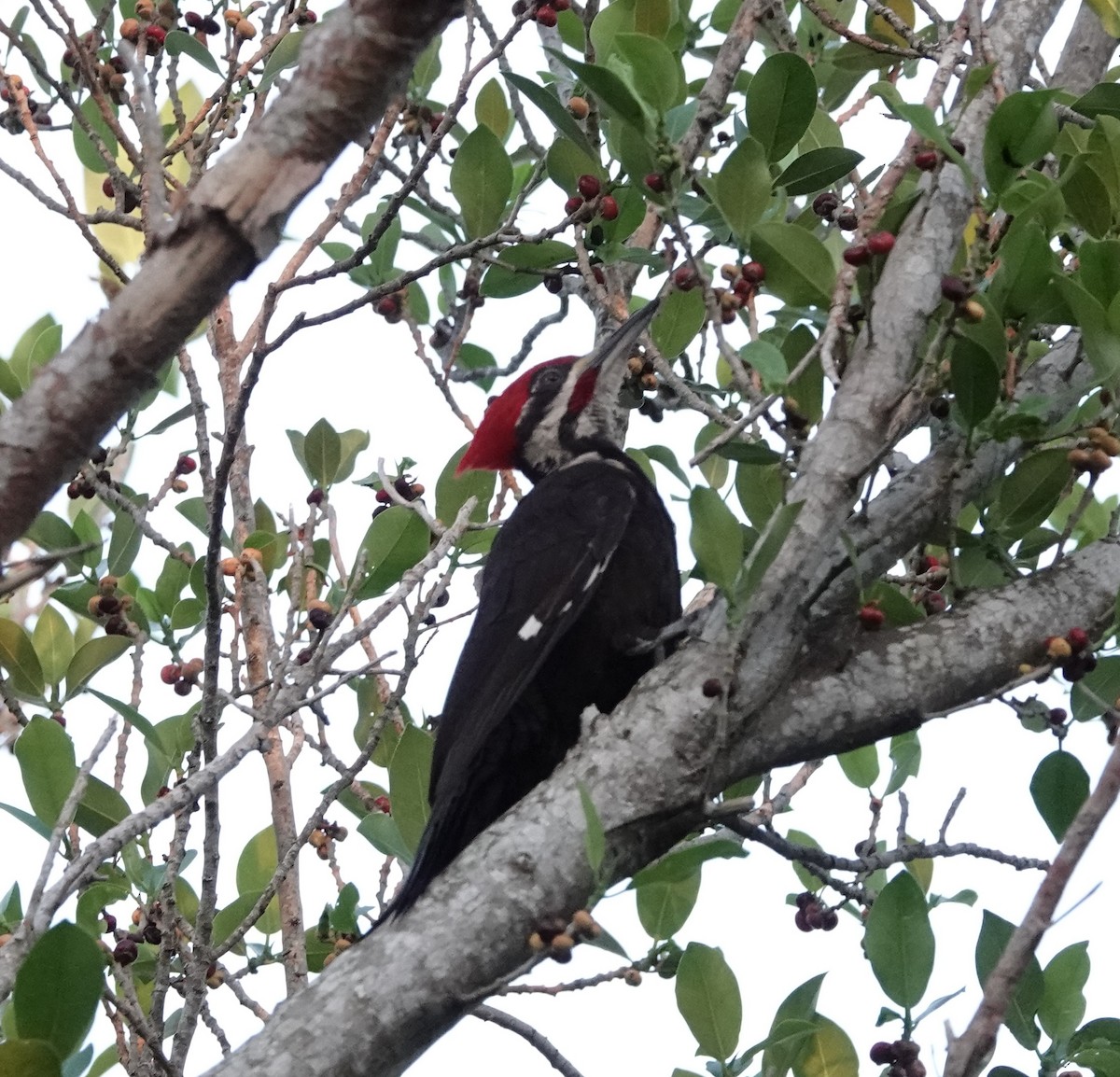 Pileated Woodpecker - ML154876251