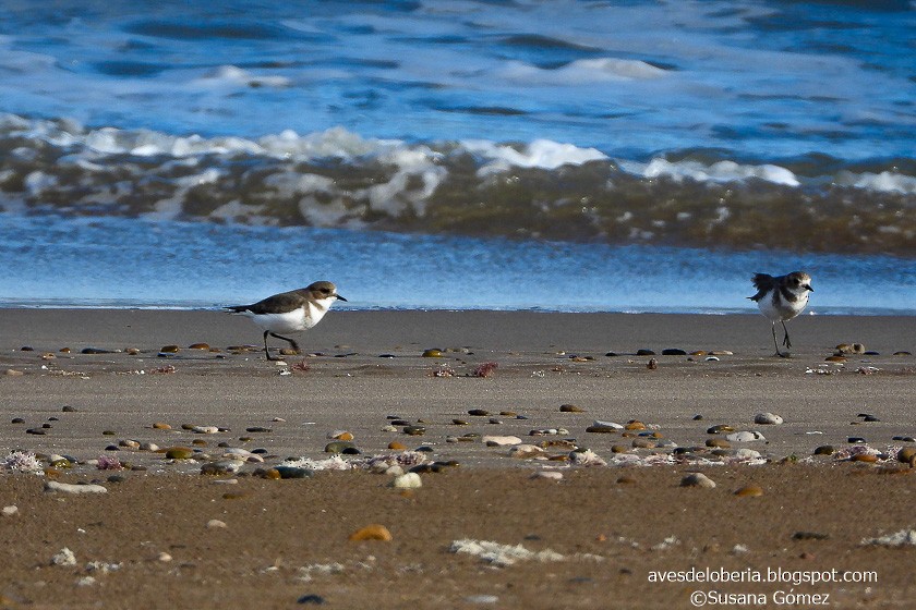 Two-banded Plover - ML154876911