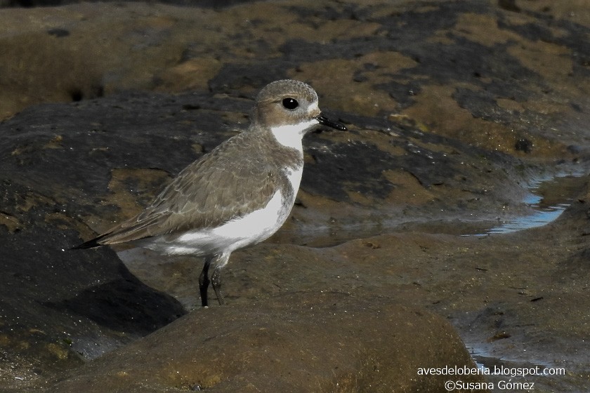 Two-banded Plover - ML154876921