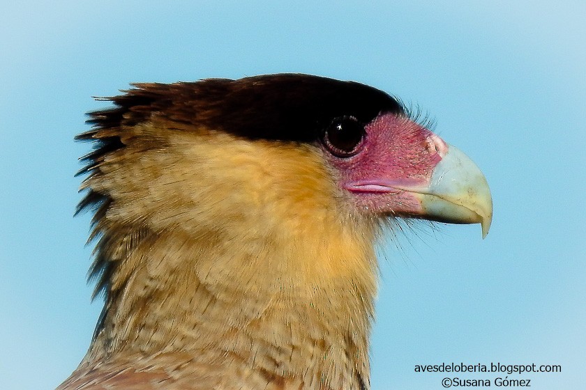 Crested Caracara (Southern) - ML154877231