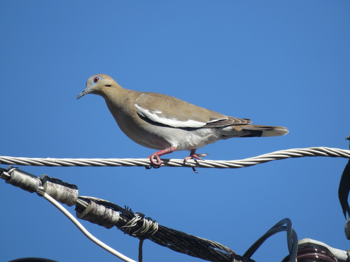 White-winged Dove - katiuska Sicilia