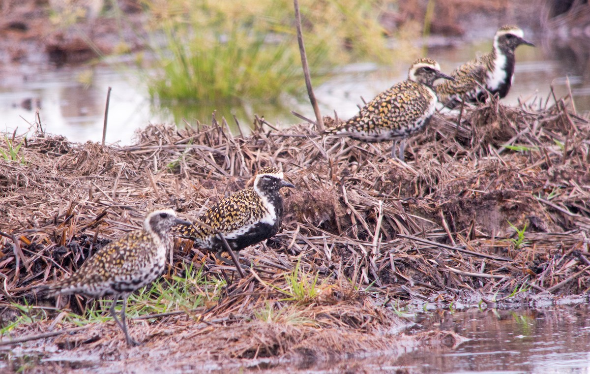 Pacific Golden-Plover - Dave Bakewell