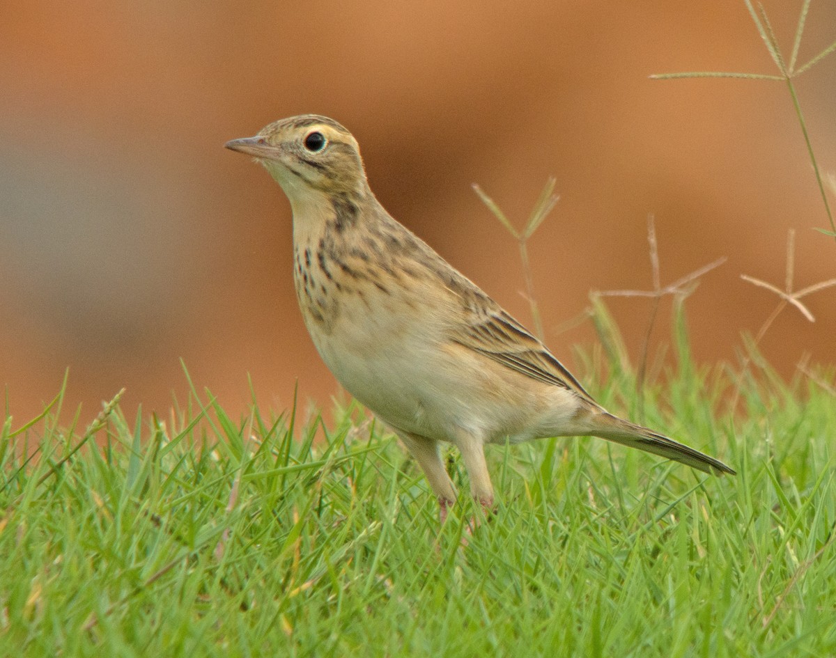Richard's Pipit - Dave Bakewell
