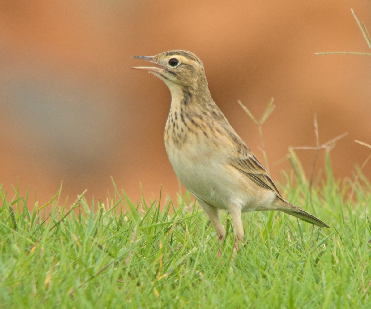 Richard's Pipit - Dave Bakewell