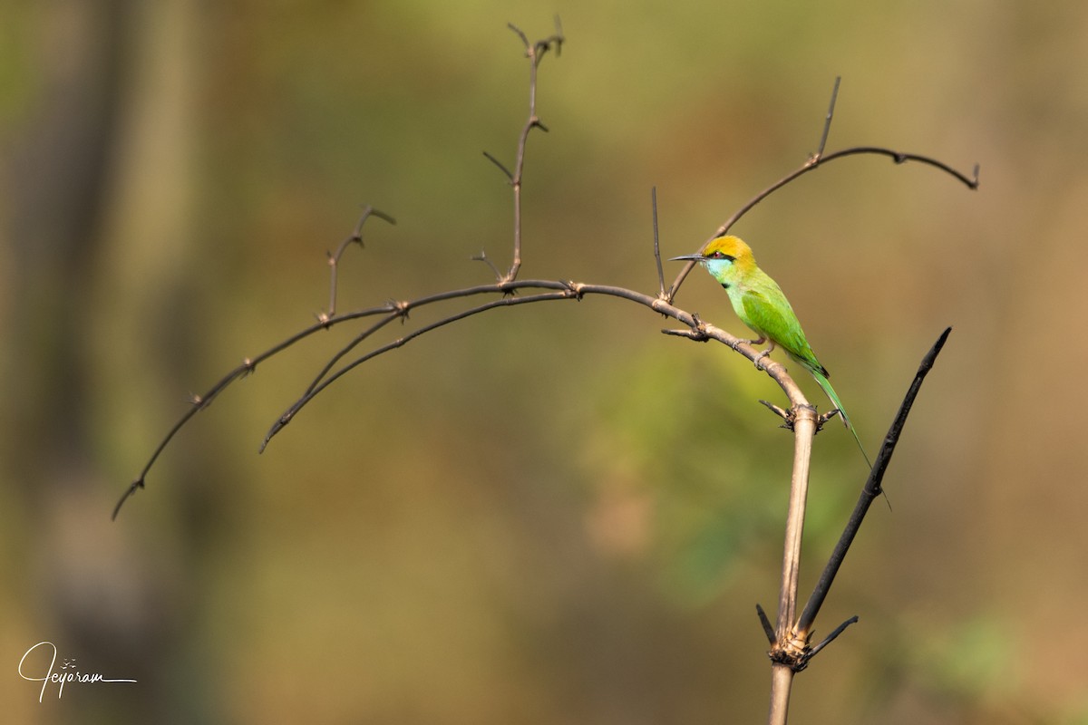 Asian Green Bee-eater - ML154882911