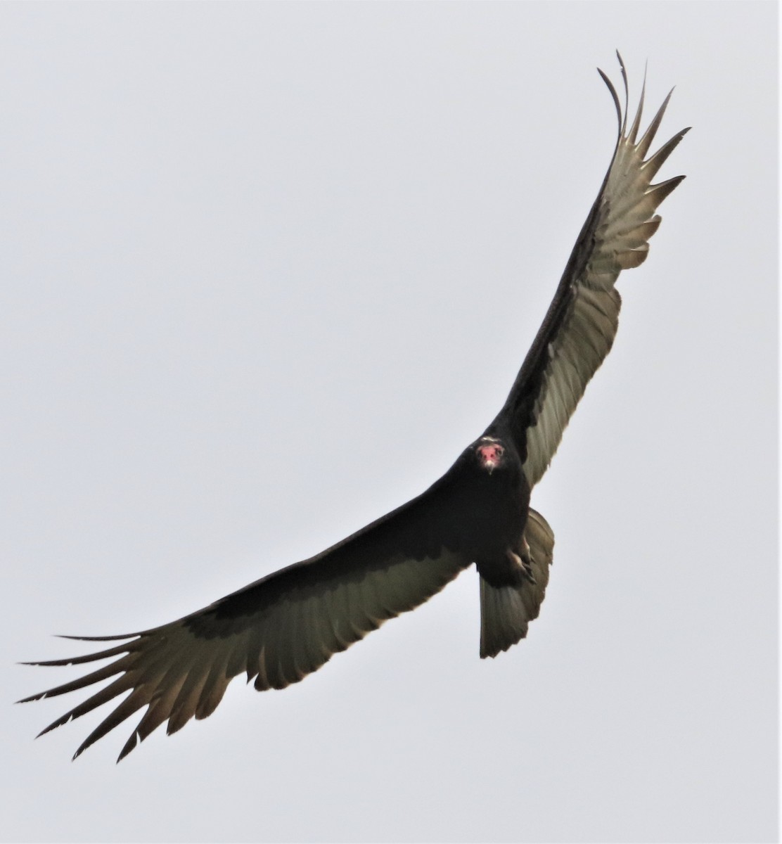Turkey Vulture - Jim Stasz