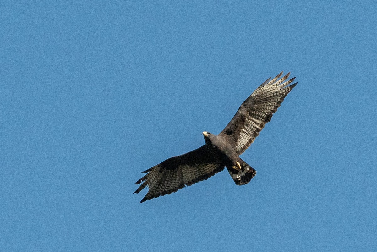 Zone-tailed Hawk - ML154884461