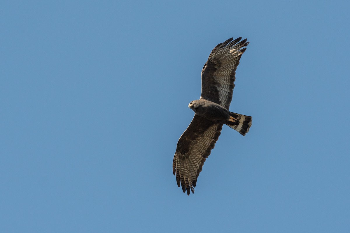 Zone-tailed Hawk - ML154884471