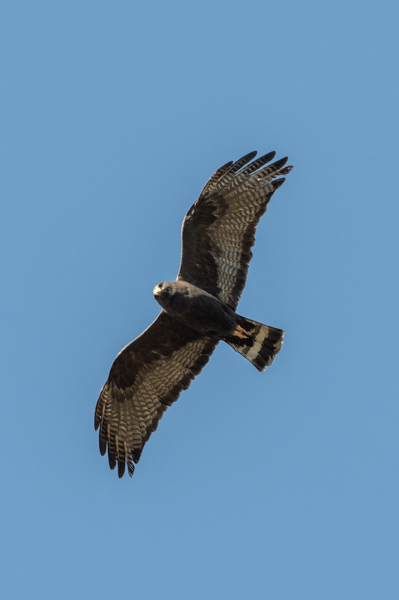 Zone-tailed Hawk - Jared Keyes