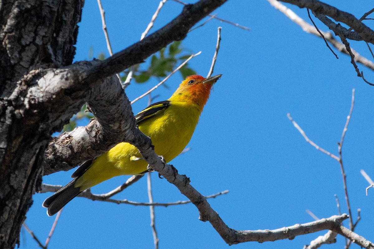 Western Tanager - ML154884551