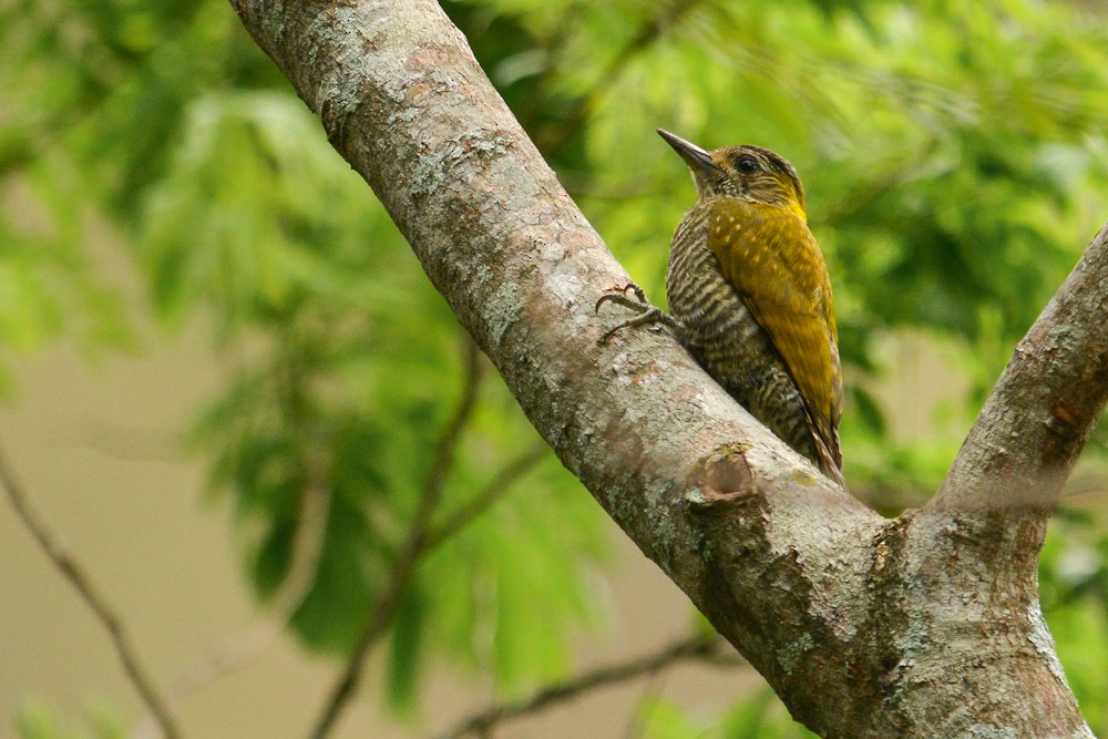 Yellow-eared Woodpecker - Joao Quental JQuental