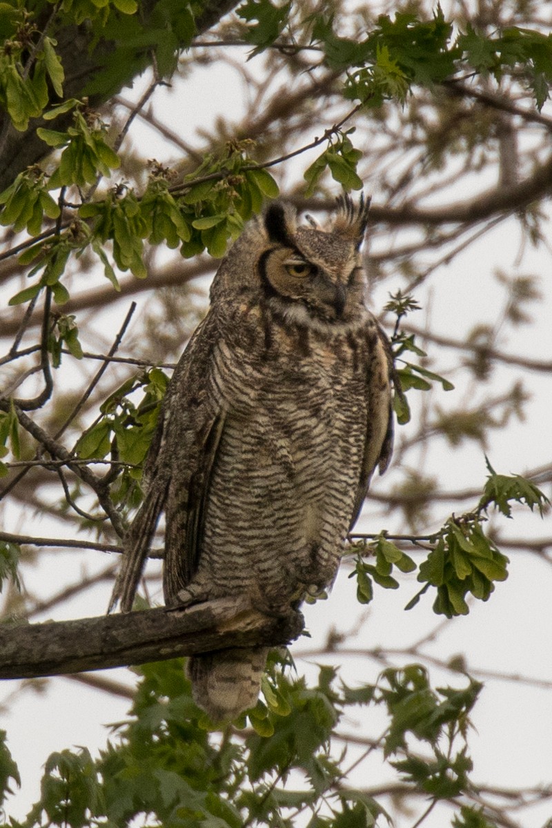 Great Horned Owl - ML154885141