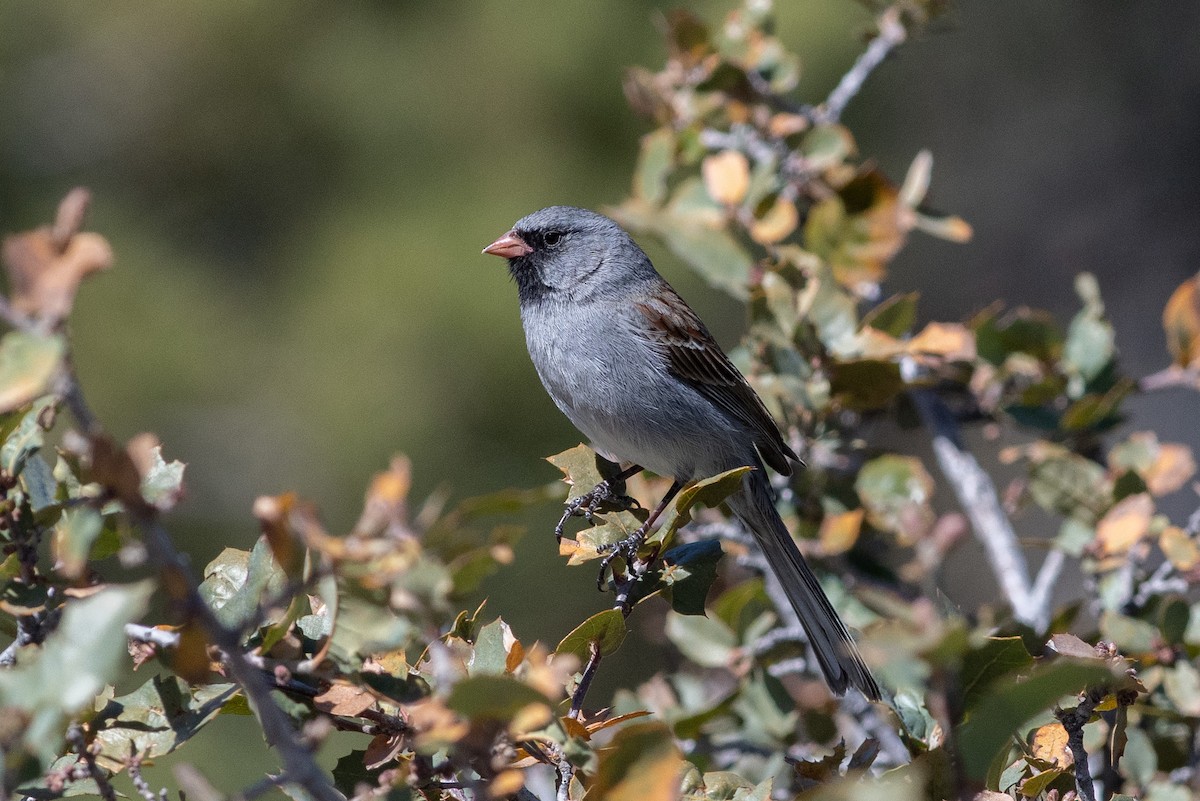 Black-chinned Sparrow - Jared Keyes