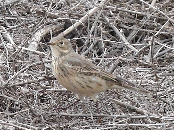 American Pipit - Dave Trochlell