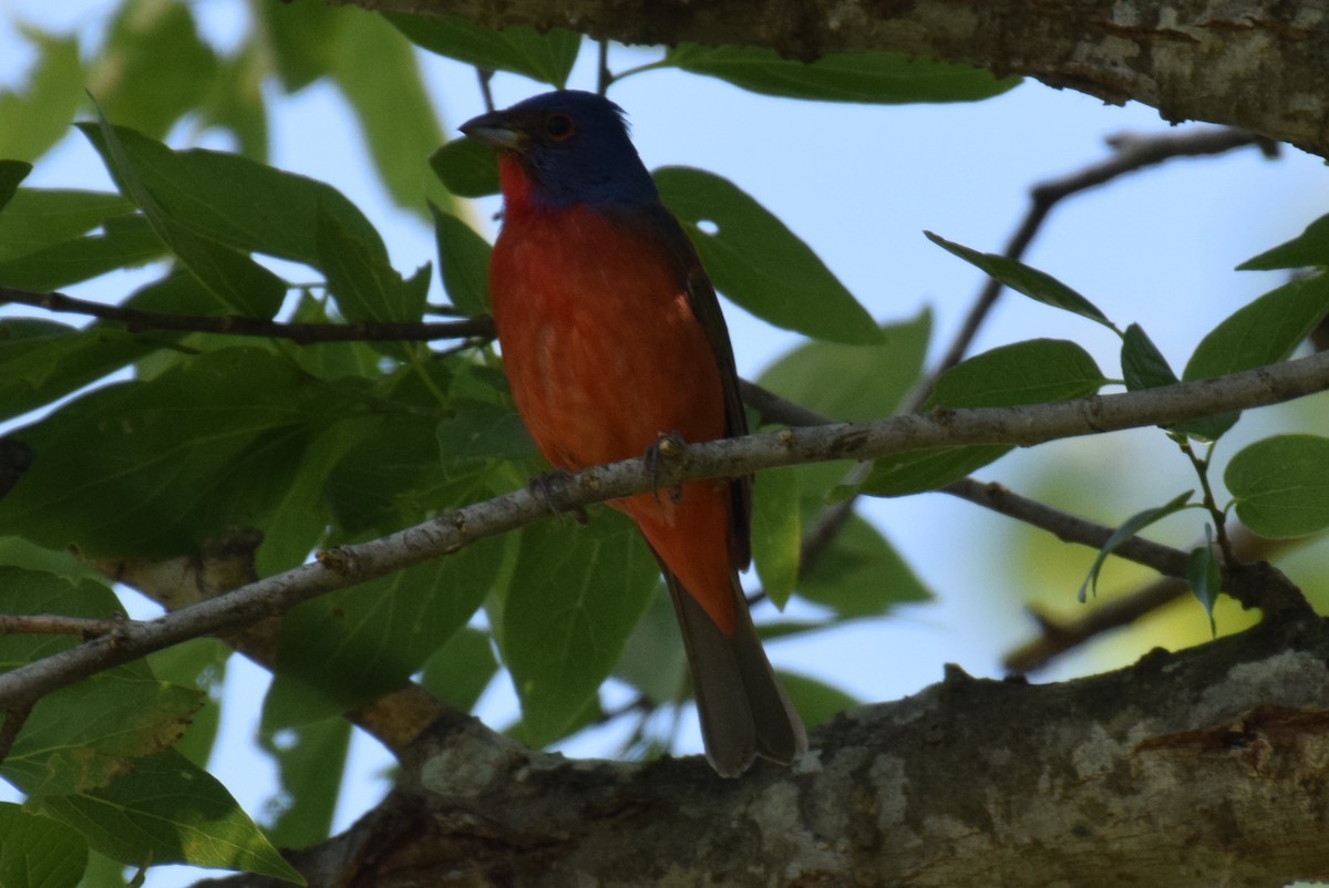 Painted Bunting - ML154886581