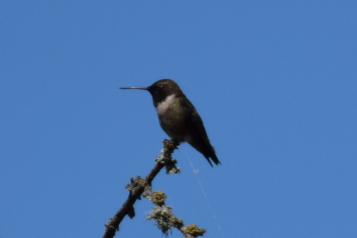 Black-chinned Hummingbird - Joe Cochran