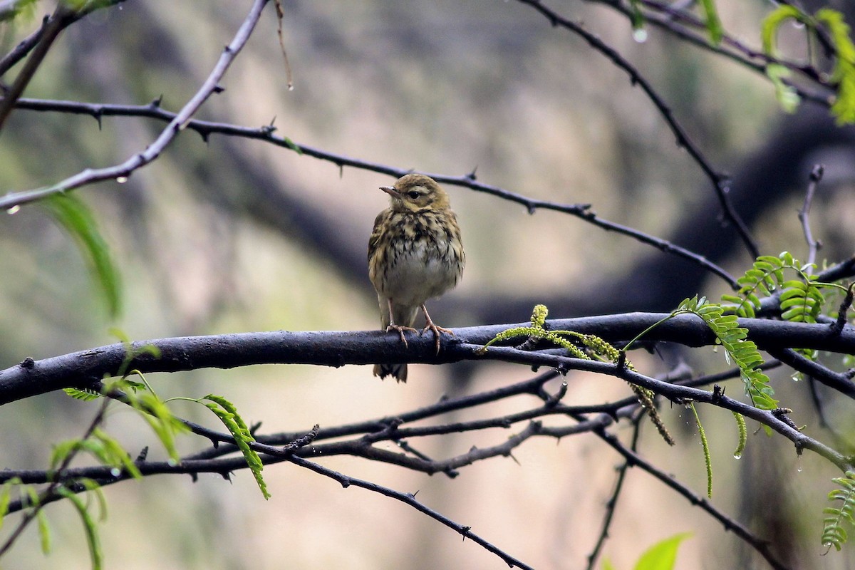 Olive-backed Pipit - ML154889661