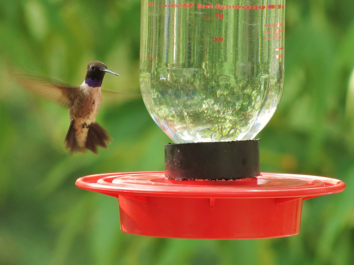 Black-chinned Hummingbird - ML154890081