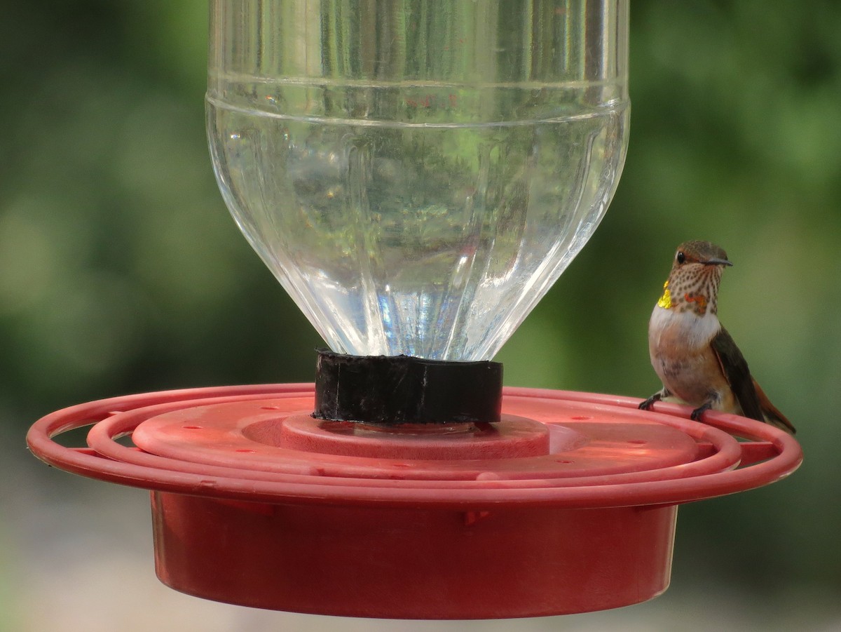 Rufous Hummingbird - ML154890101