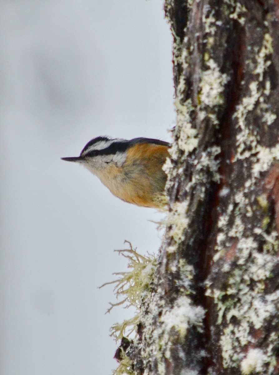 Red-breasted Nuthatch - ML154892291