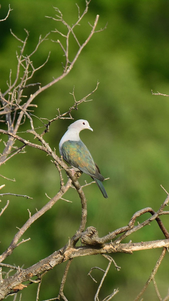 Green Imperial-Pigeon - ML154905771