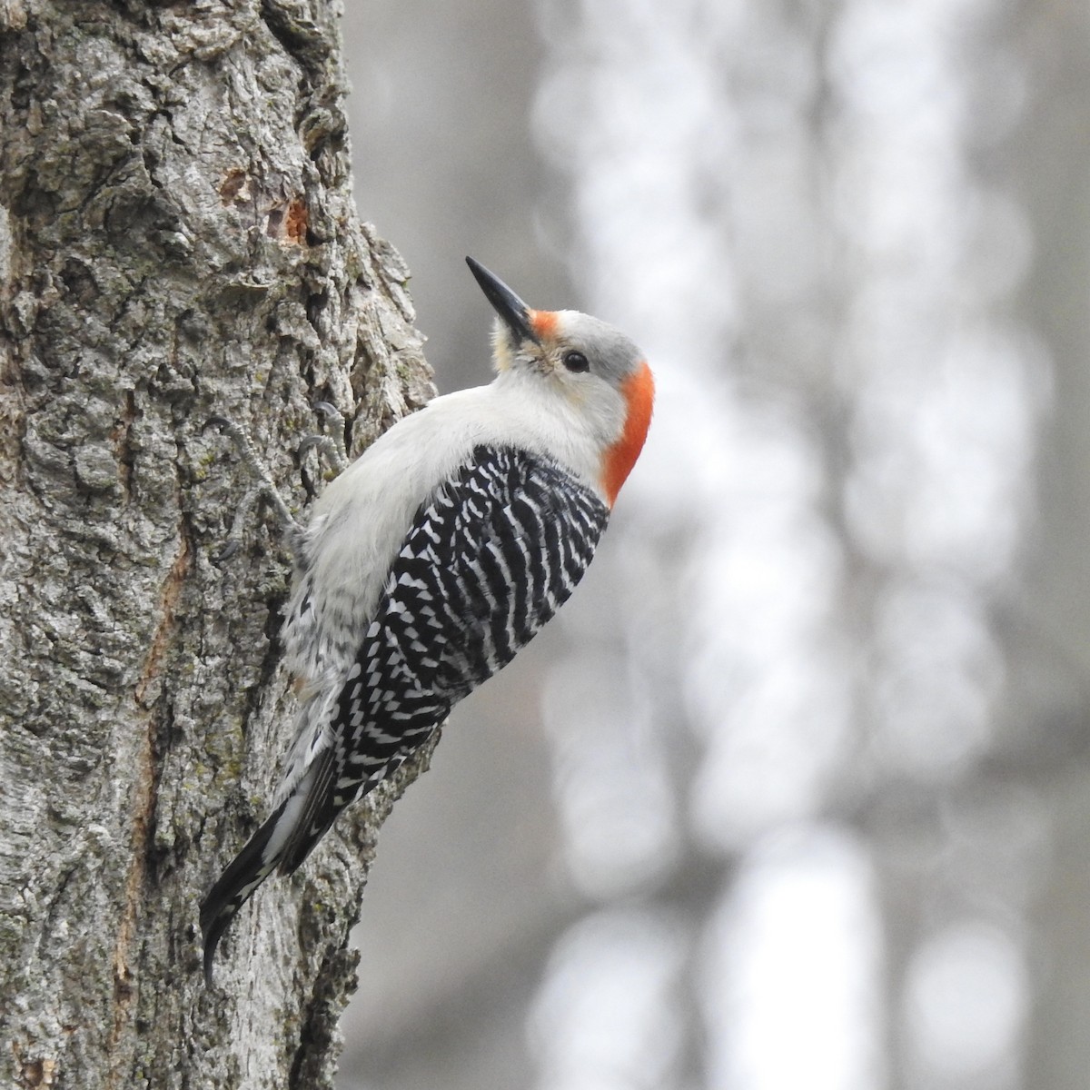 Red-bellied Woodpecker - Martha Poole