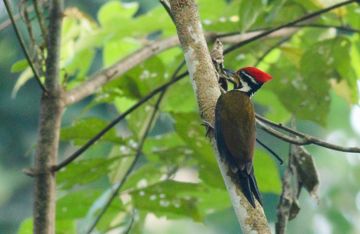 Olive-backed Woodpecker - Wilbur Goh