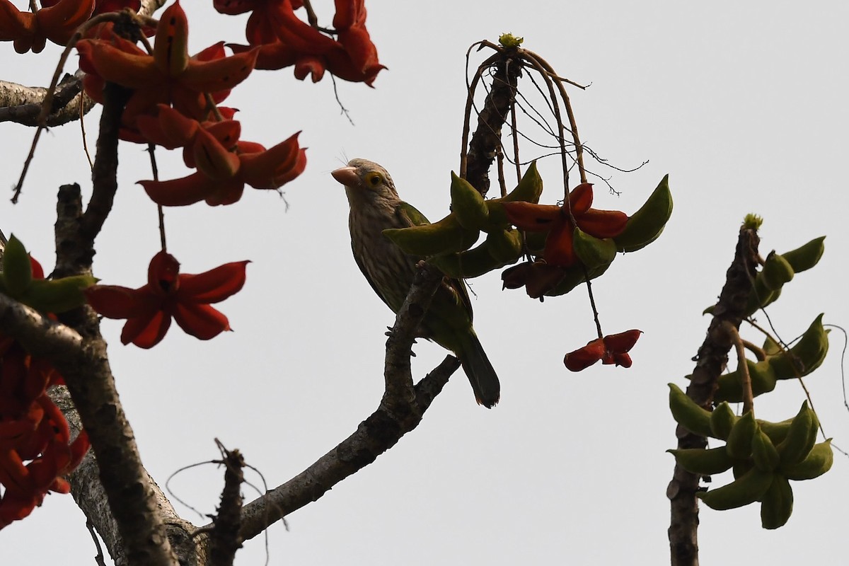 Lineated Barbet - ML154912211