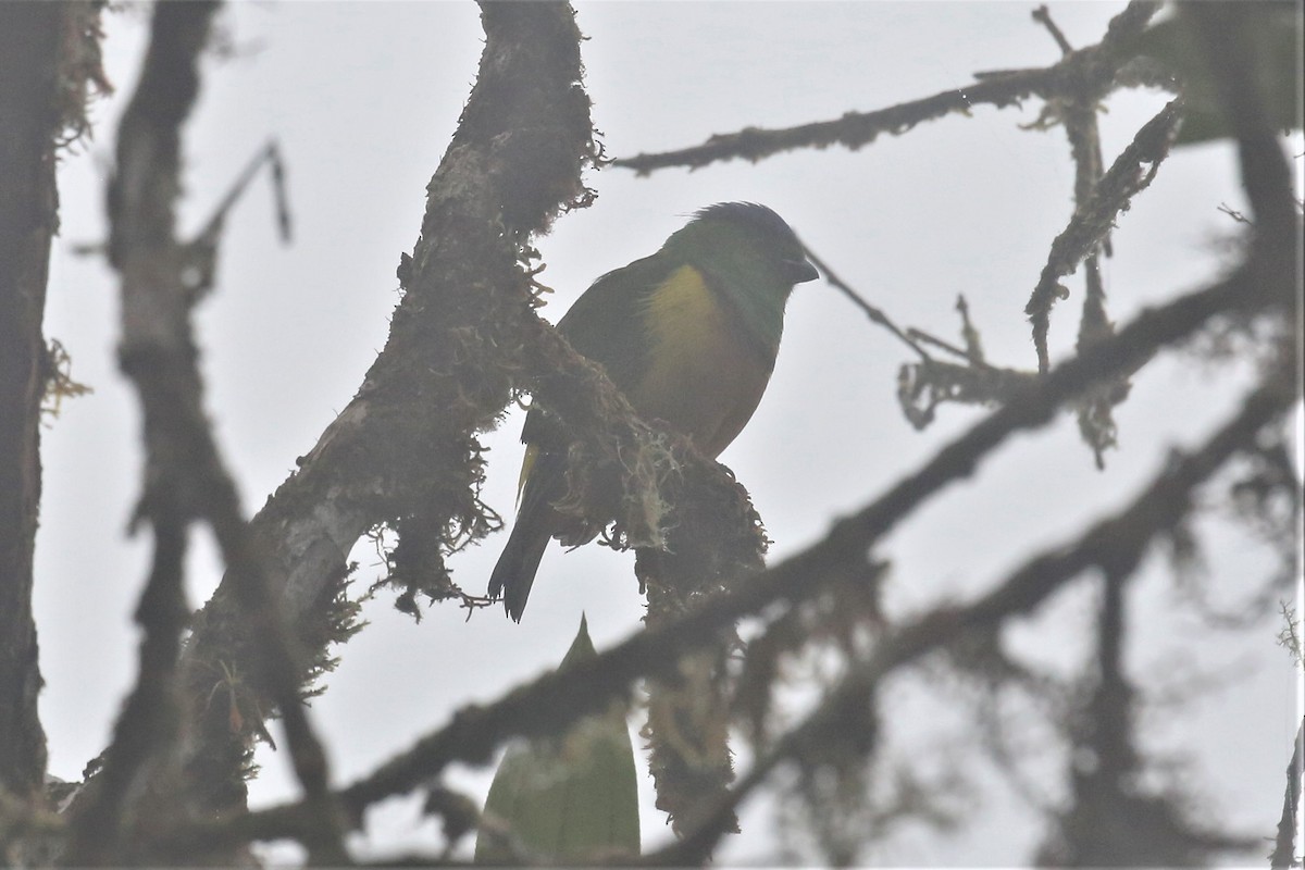 Chestnut-breasted Chlorophonia - Charles Davies