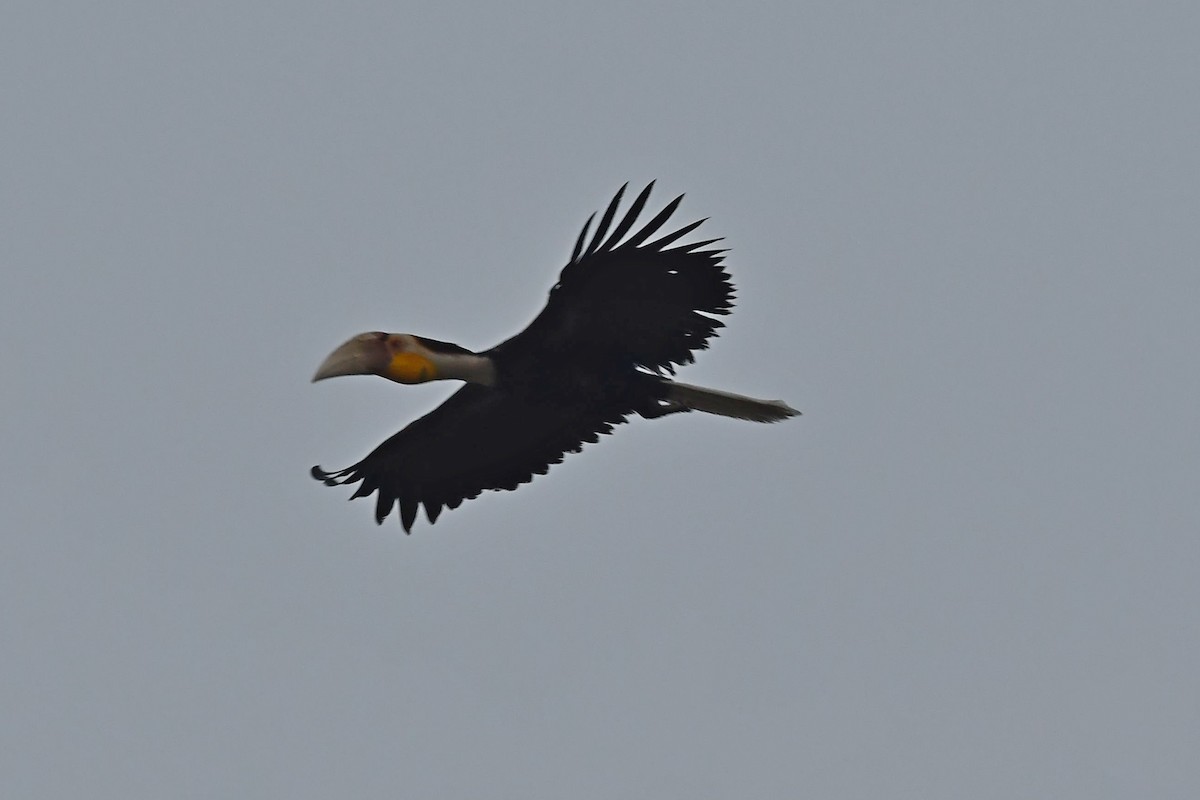 Wreathed Hornbill - Sriram Reddy