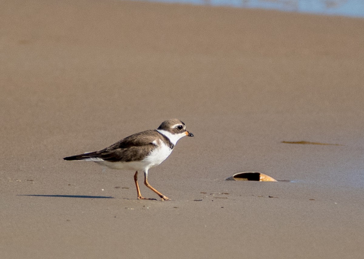 Semipalmated Plover - ML154916961
