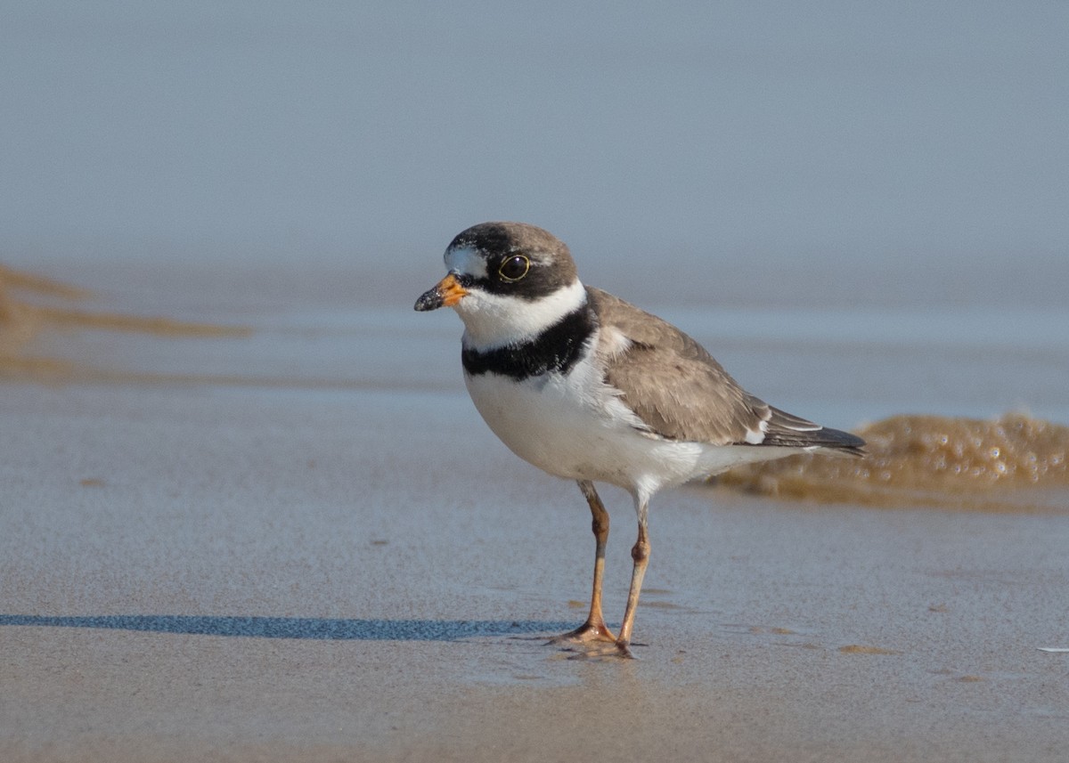 Semipalmated Plover - ML154916971