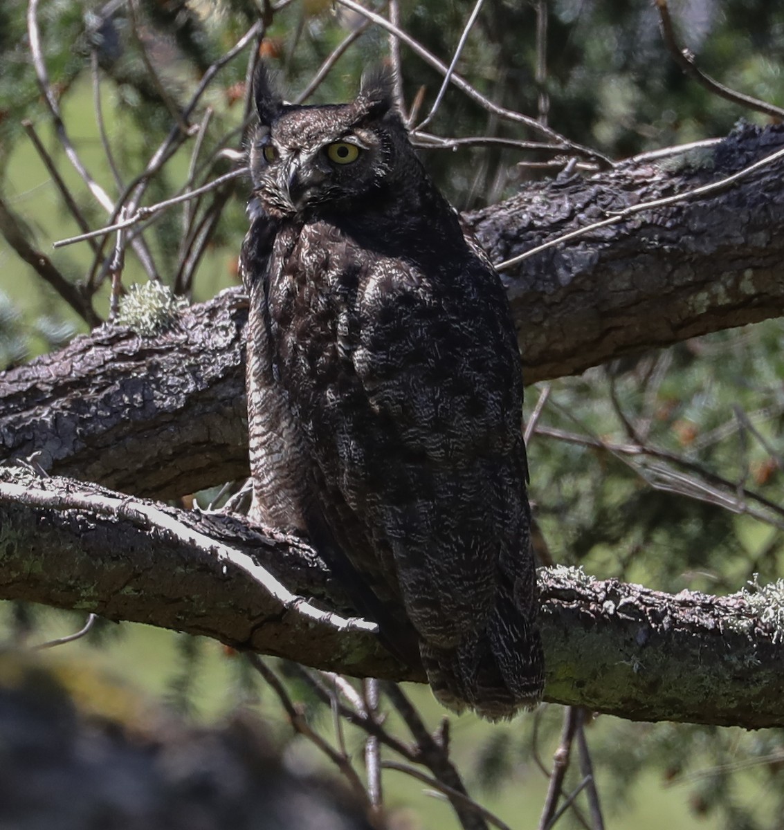 Great Horned Owl - ML154921121