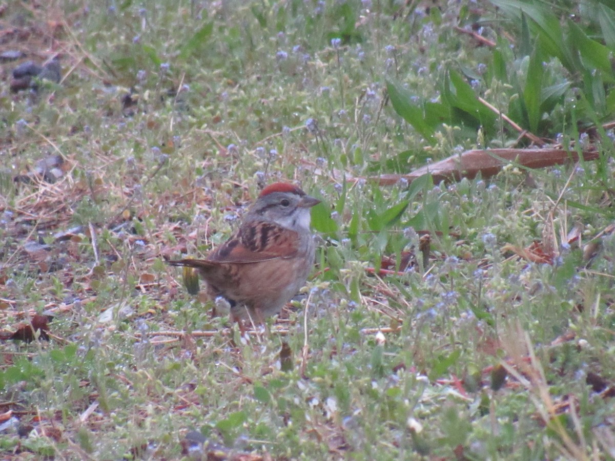 Swamp Sparrow - ML154921861