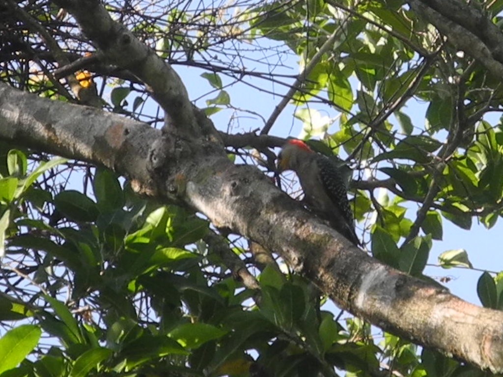 Yucatan Woodpecker - José  Paz