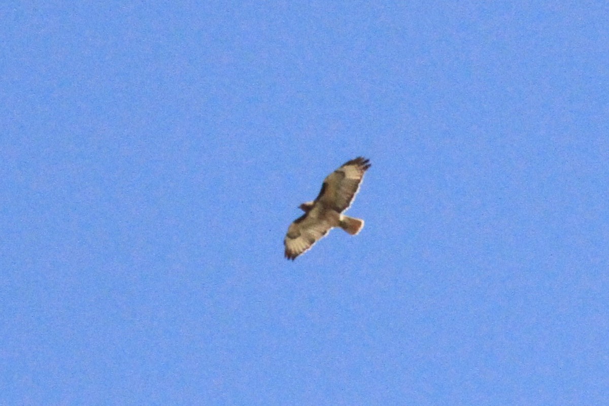 Red-tailed Hawk - ML154933171
