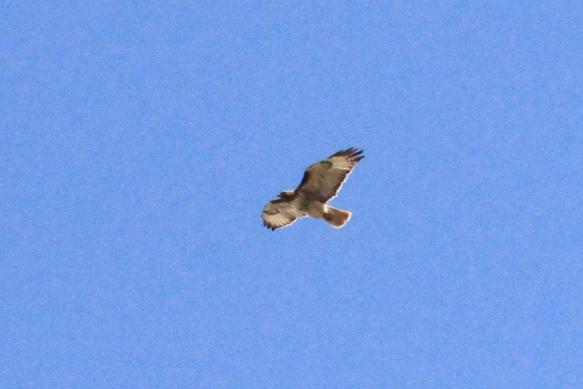 Red-tailed Hawk - ML154933211