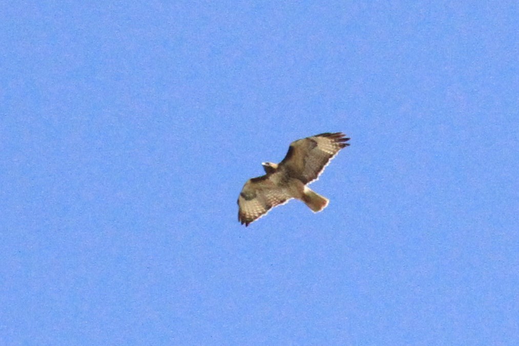 Red-tailed Hawk - ML154933251