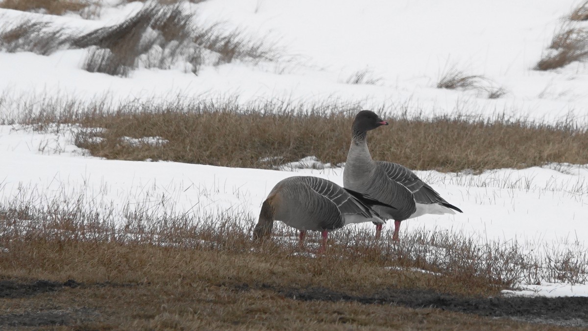 Pink-footed Goose - ML154936821