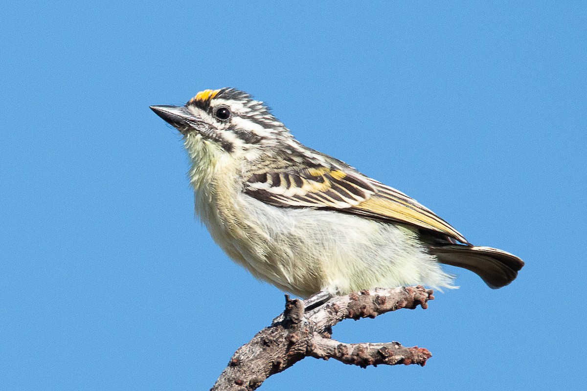 Yellow-fronted Tinkerbird - ML154938911