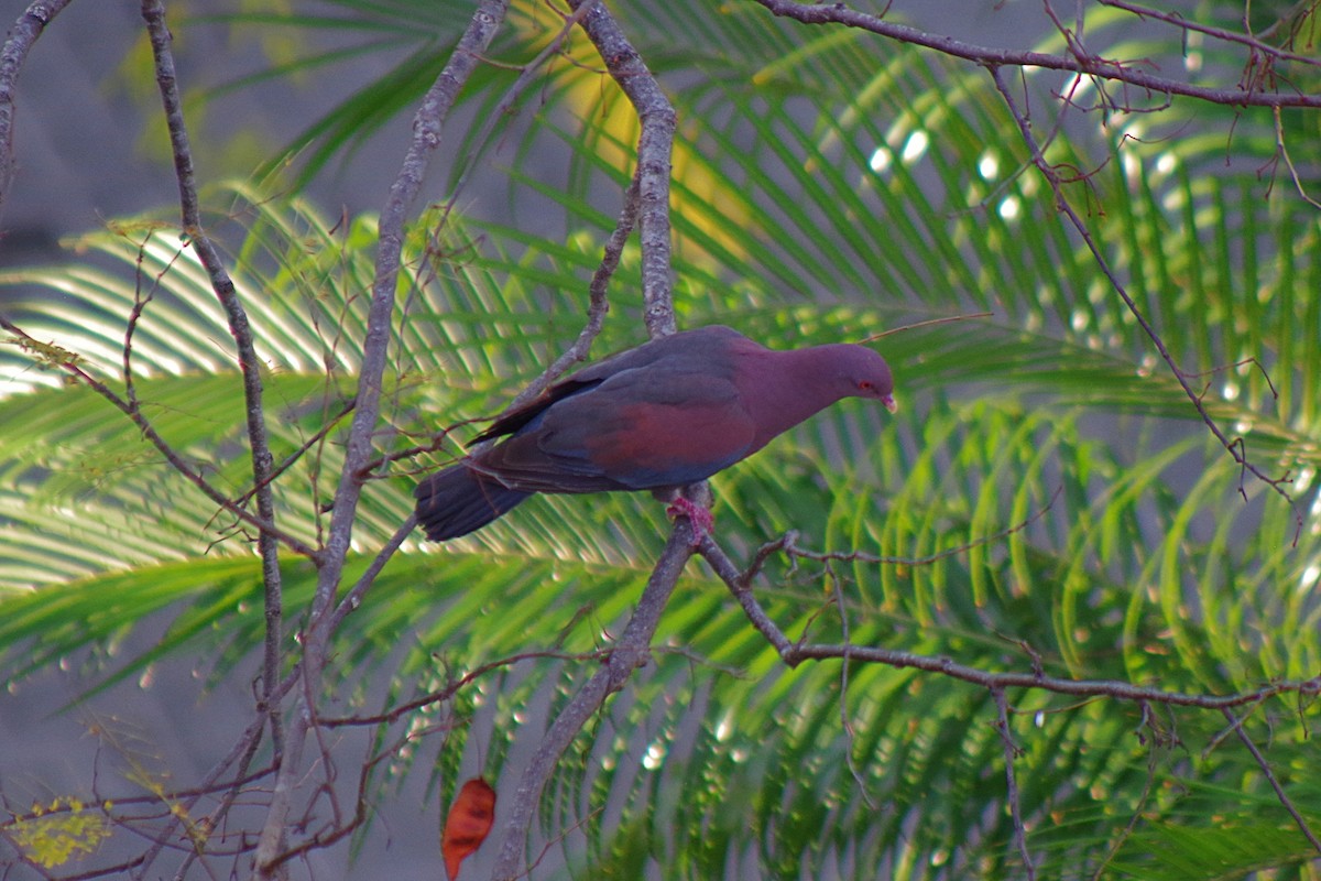 Red-billed Pigeon - Roberto Segura M