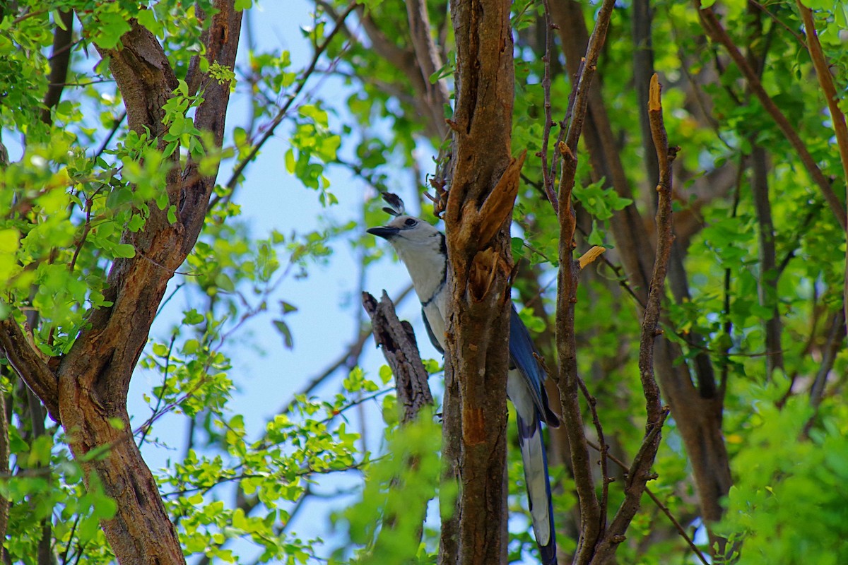 White-throated Magpie-Jay - ML154940681