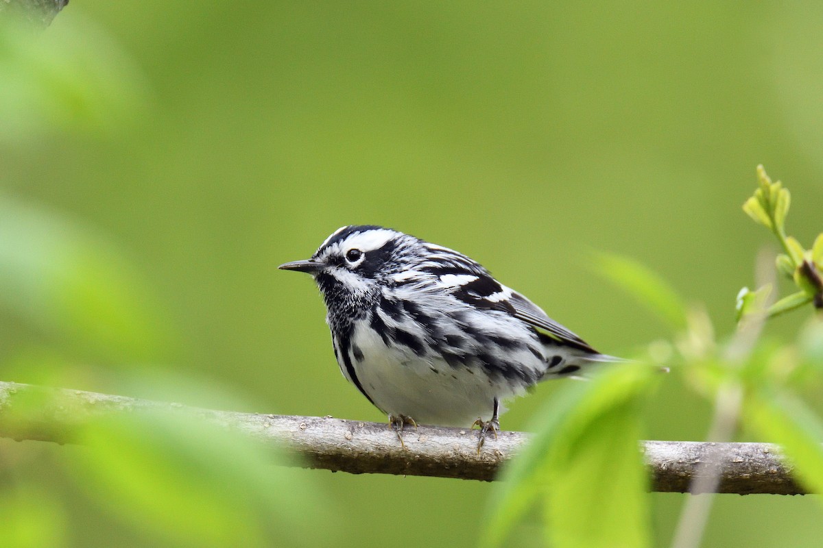 Black-and-white Warbler - ML154945421