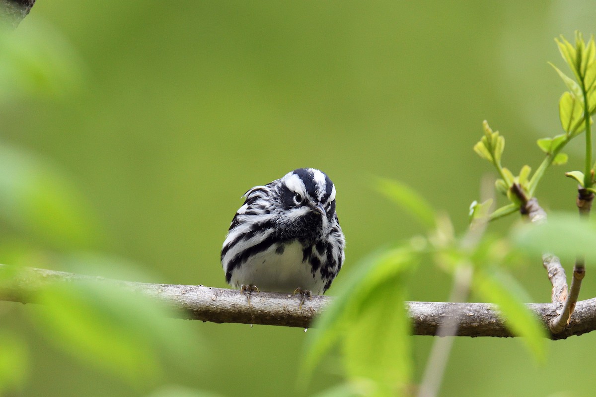 Black-and-white Warbler - ML154945441