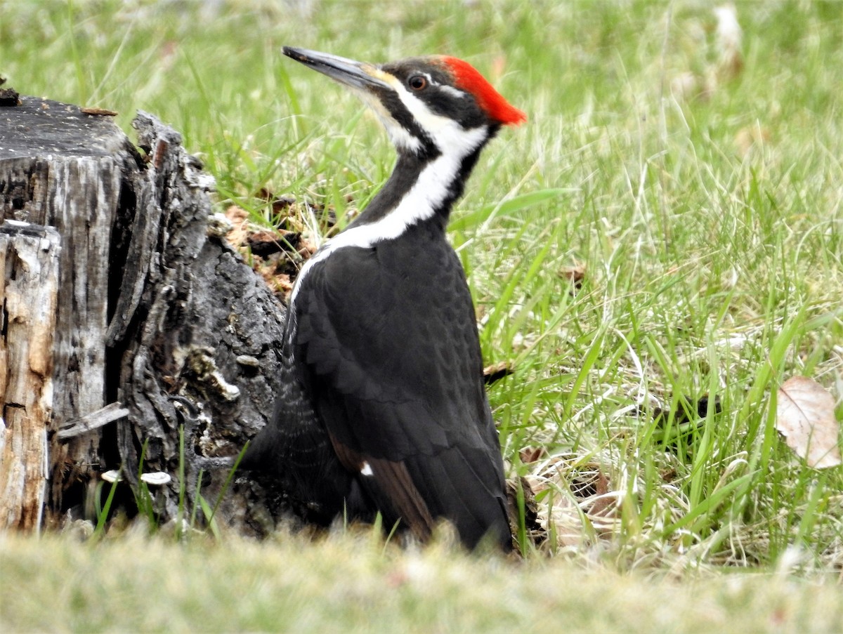 Pileated Woodpecker - Doug Emlin